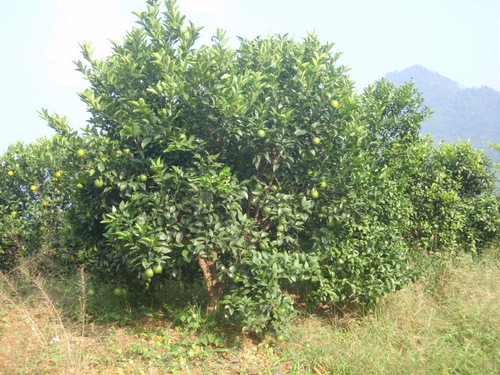 Mandarin Oranges.